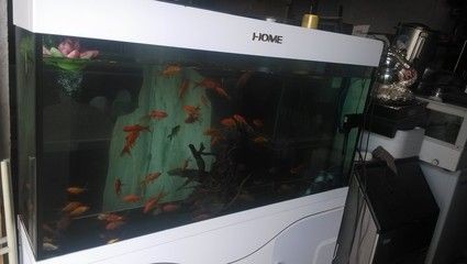 出售低價魚缸違法嗎：出售低價魚缸是否違法？