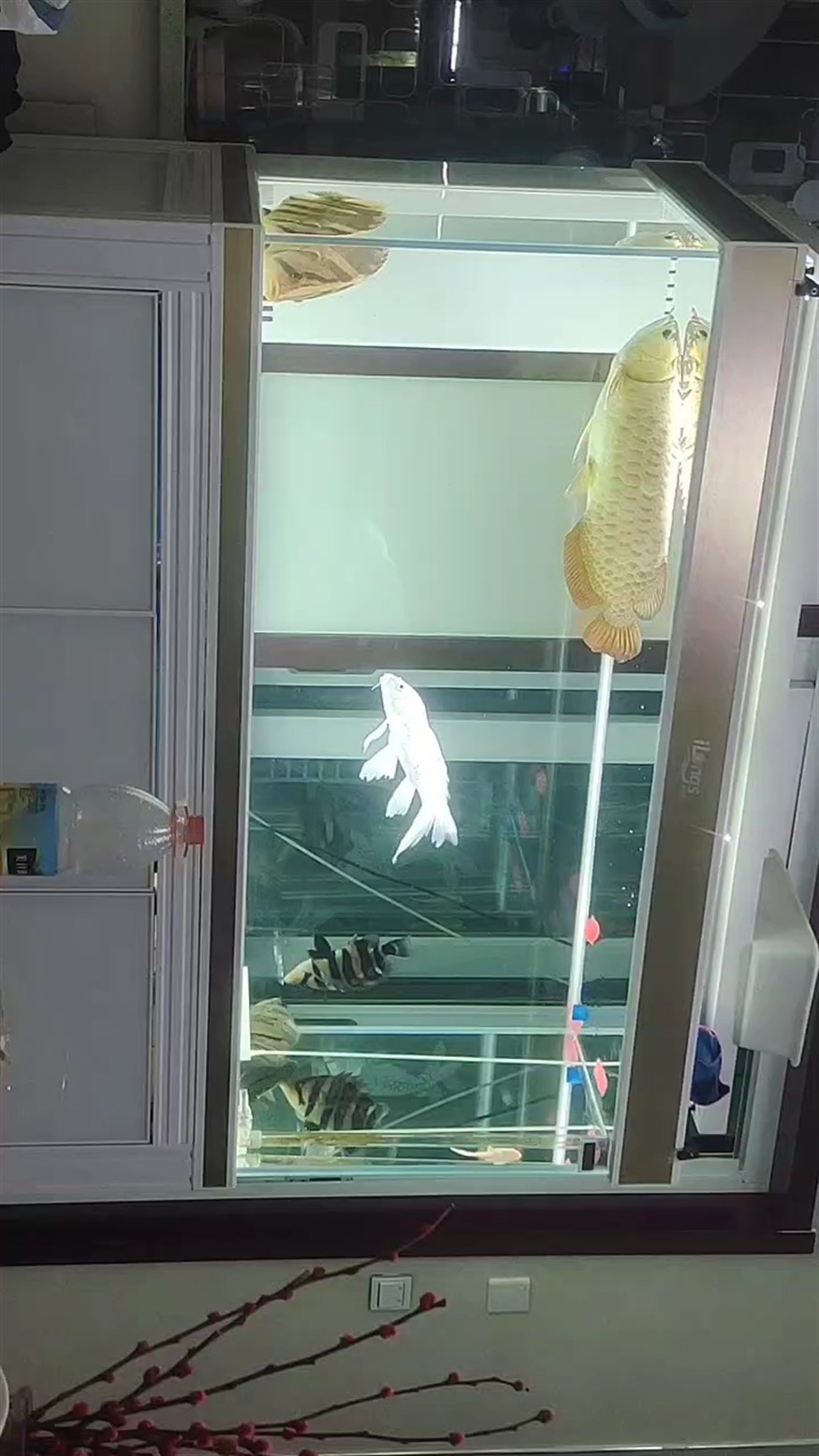 天天干仗
