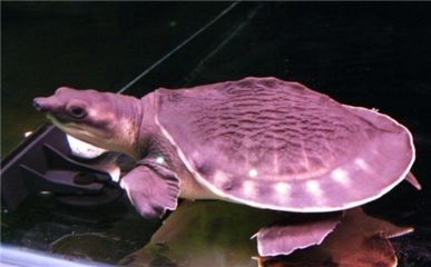 豬鼻龜什么時間被列為國家保護動物的：關于豬鼻龜的介紹