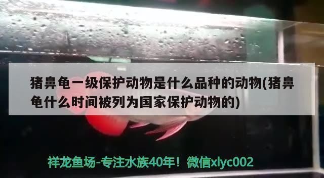 豬鼻龜什么時間被列為國家保護動物的：關于豬鼻龜的介紹