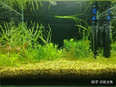大魚缸加熱棒放幾根最好：大魚缸加熱棒的數量選擇合適的加熱棒的加熱棒的數量