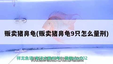 販賣豬鼻龜(販賣豬鼻龜9只怎么量刑)