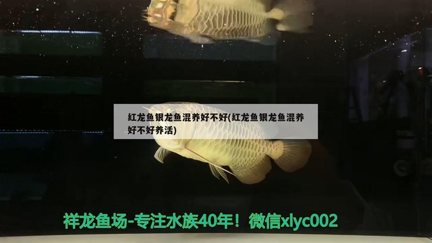 紅龍魚銀龍魚混養(yǎng)好不好(紅龍魚銀龍魚混養(yǎng)好不好養(yǎng)活)