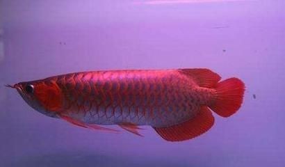 愛(ài)養(yǎng)龍魚(yú)的老孫子是誰(shuí)啊