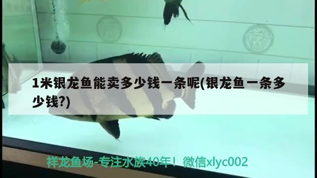 1米銀龍魚能賣多少錢一條呢(銀龍魚一條多少錢?)