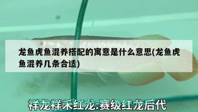 龍魚虎魚混養搭配的寓意是什么意思(龍魚虎魚混養幾條合適)