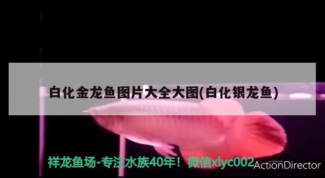 白化金龍魚圖片大全大圖(白化銀龍魚)