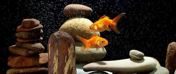 金龍魚白金卡（金龍魚白金卡多少錢）