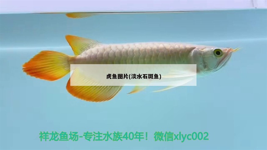 虎魚圖片(淡水石斑魚)