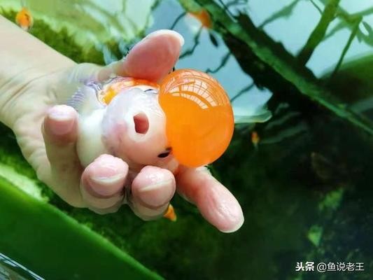 新泰市中森森水族館（新泰市中森森水族館電話）