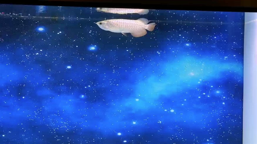 晚上賞魚悠閑[dabing][dabing]