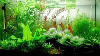 大興魚缸賣魚缸的地方在哪：北京大興區(qū)售賣魚缸的相關(guān)信息 大興魚缸賣魚缸的地方在哪：北京大興區(qū)售賣魚缸的相關(guān)信息 魚缸百科 第1張