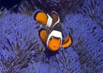 大興魚缸賣魚缸的地方在哪：北京大興區(qū)售賣魚缸的相關(guān)信息 大興魚缸賣魚缸的地方在哪：北京大興區(qū)售賣魚缸的相關(guān)信息 魚缸百科 第4張