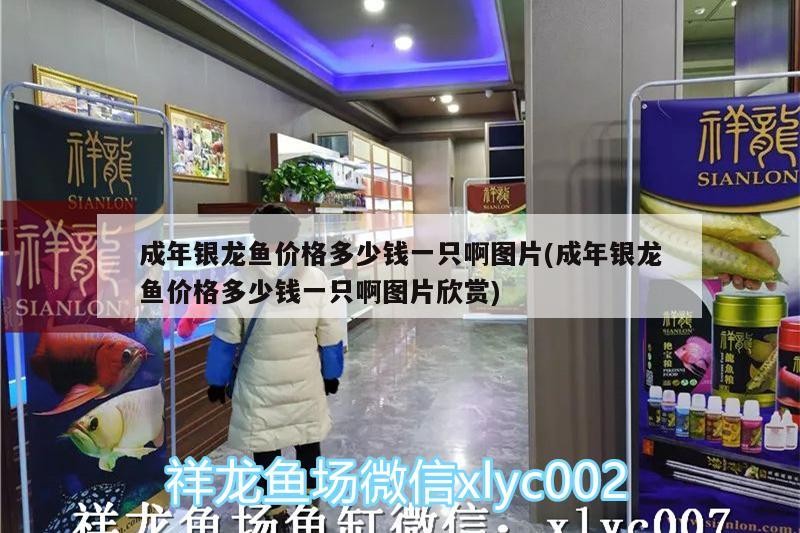 成年銀龍魚價格多少錢一只啊圖片(成年銀龍魚價格多少錢一只啊圖片欣賞)