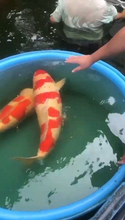 肉滾