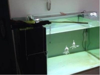 側濾魚缸濾材擺放圖：側濾魚缸濾材擺放順序