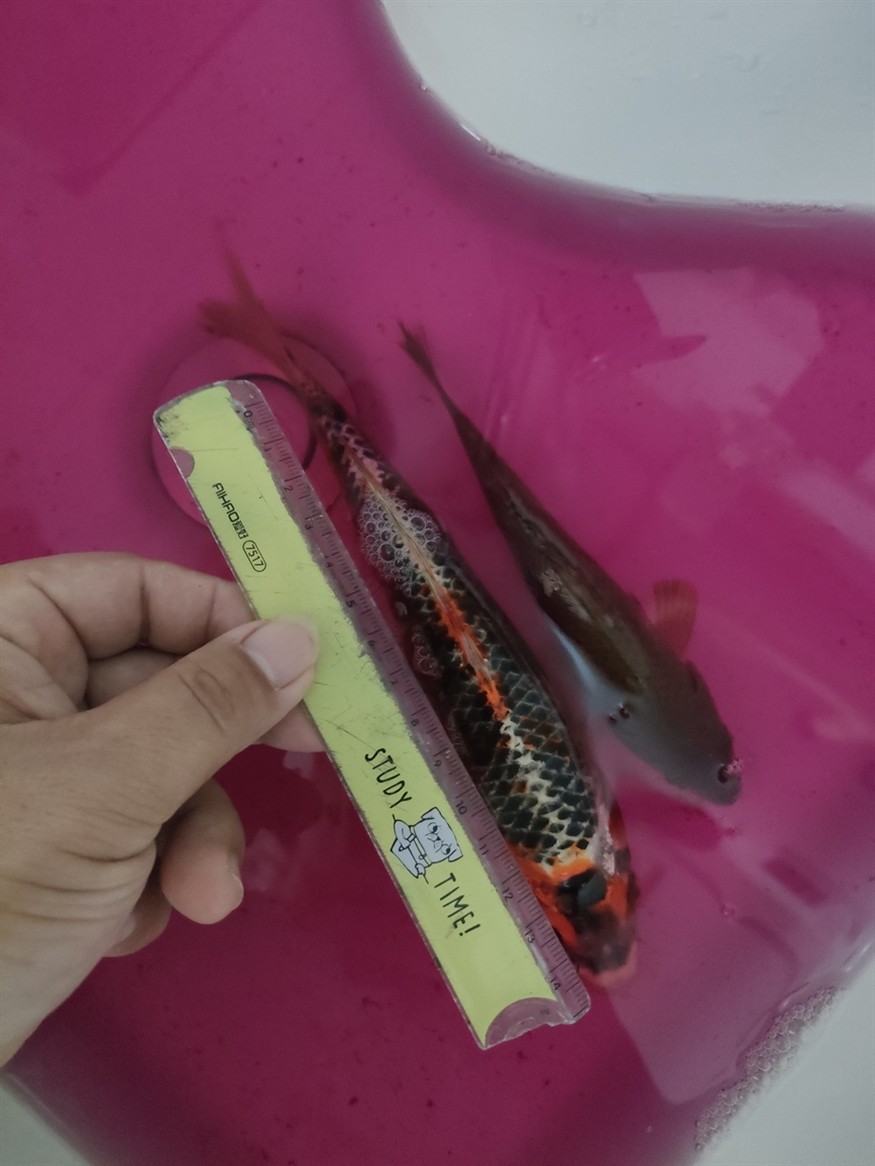 網上的錦鯉不能買啊