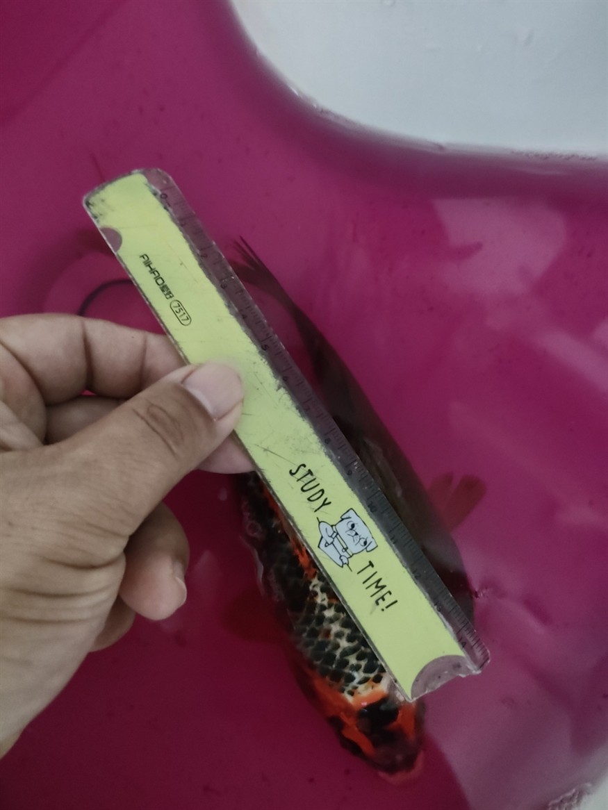 網上的錦鯉不能買啊