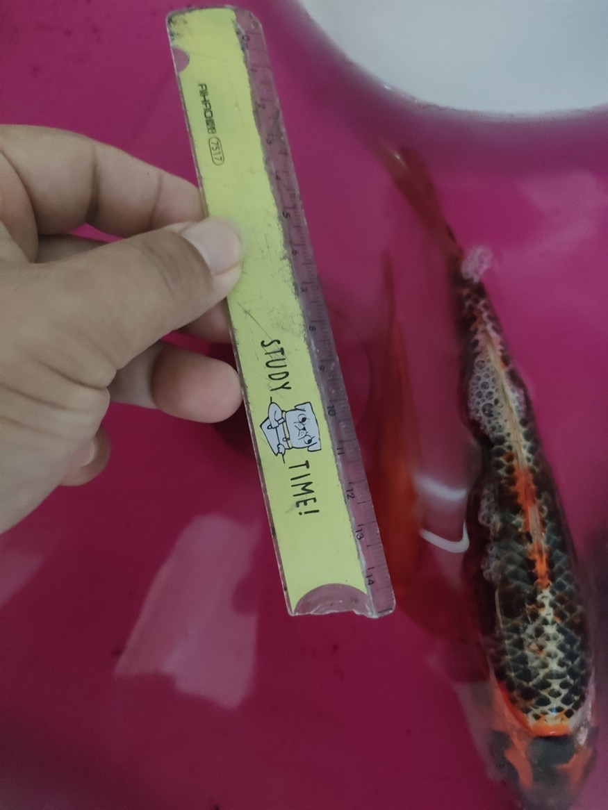 網上的錦鯉不能買啊