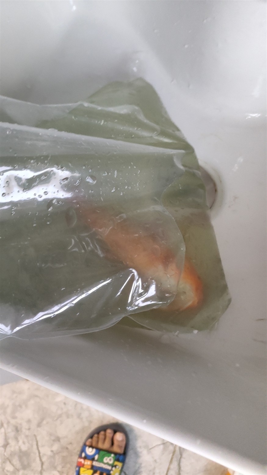 網上的錦鯉不能買啊
