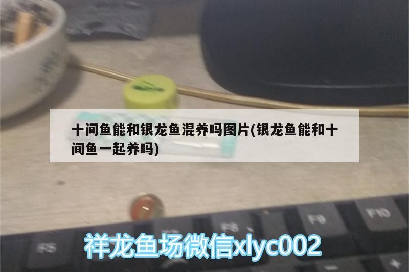 十間魚能和銀龍魚混養嗎圖片(銀龍魚能和十間魚一起養嗎)