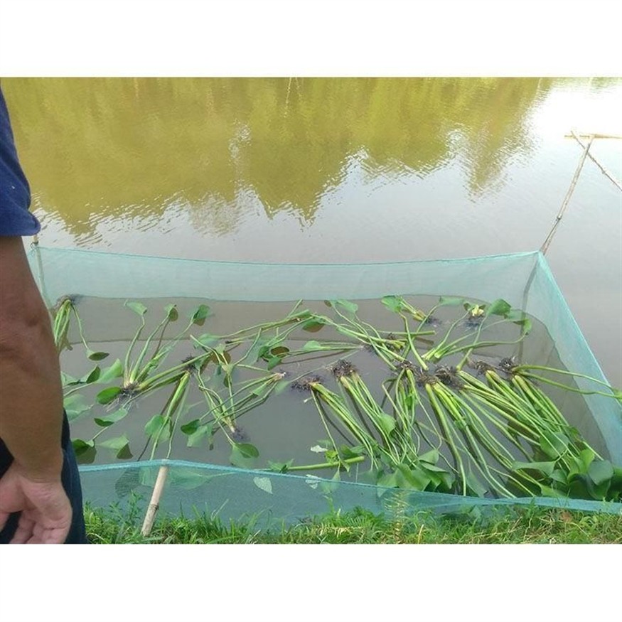 10厘米小龍魚苗怎么養(yǎng)