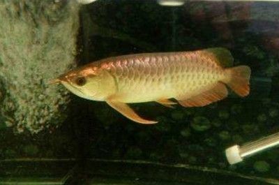 龍魚掉眼什么樣的好養活些
