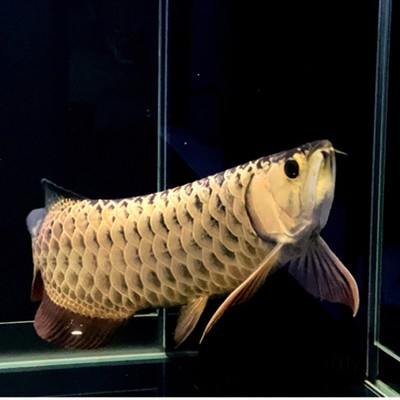 哈爾濱市香坊區花卉大市場雙魚水族（哈爾濱香坊區最大花鳥魚市場）