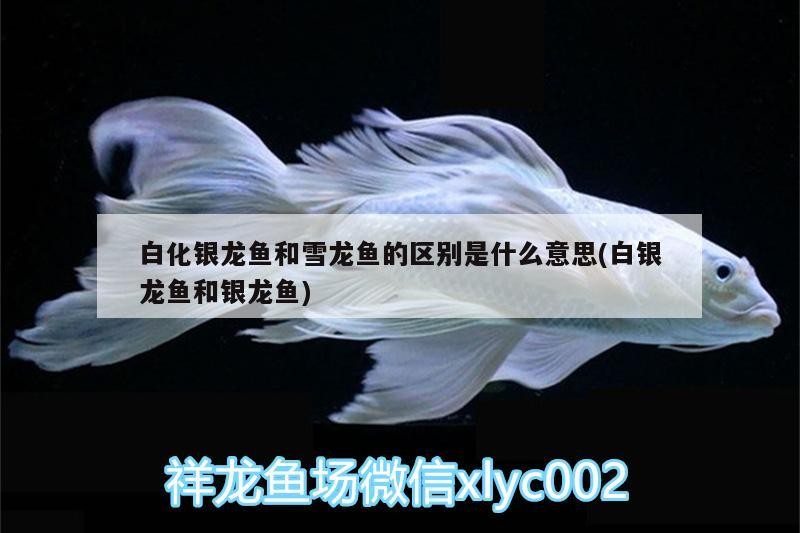 白化銀龍魚和雪龍魚的區別是什么意思(白銀龍魚和銀龍魚)