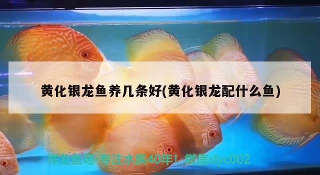 黃化銀龍魚養幾條好(黃化銀龍配什么魚)