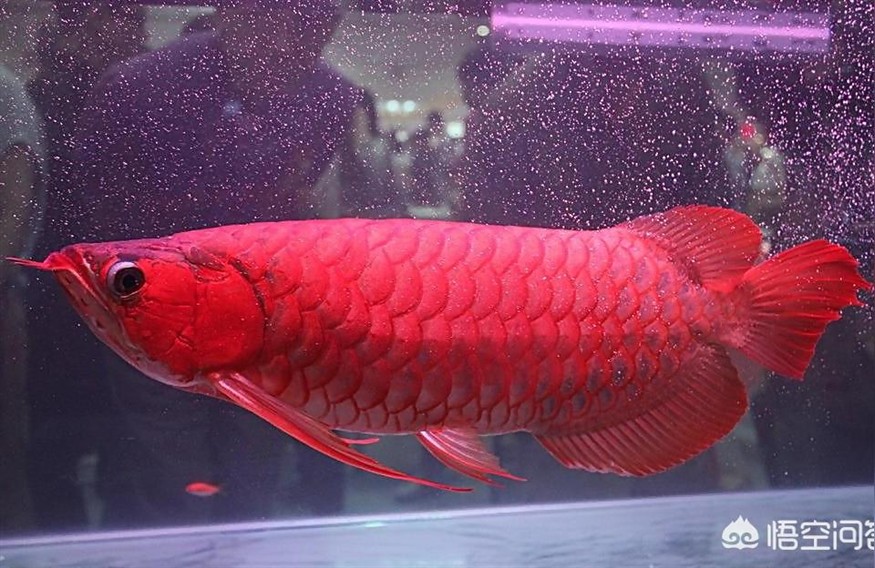 紅龍魚溫度:家養的紅龍魚夏天溫度調到多少度