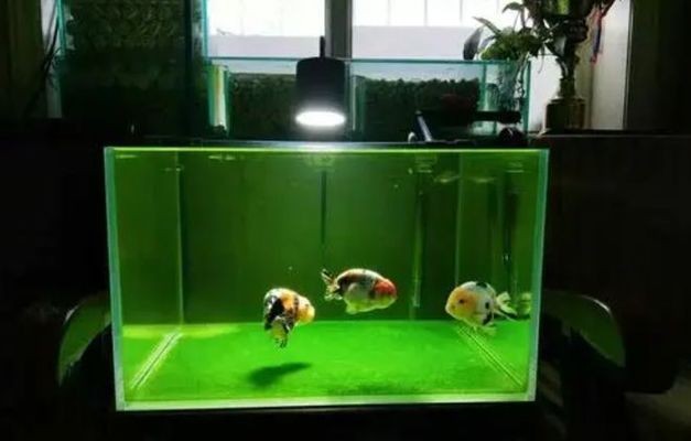 龍魚鳳魚虎魚可以混養嗎（龍魚虎魚鳳魚一起寓意）