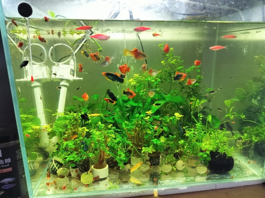 缸清魚好