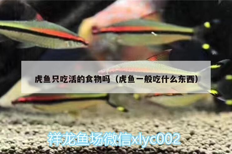 虎魚(yú)只吃活的食物嗎（虎魚(yú)一般吃什么東西）
