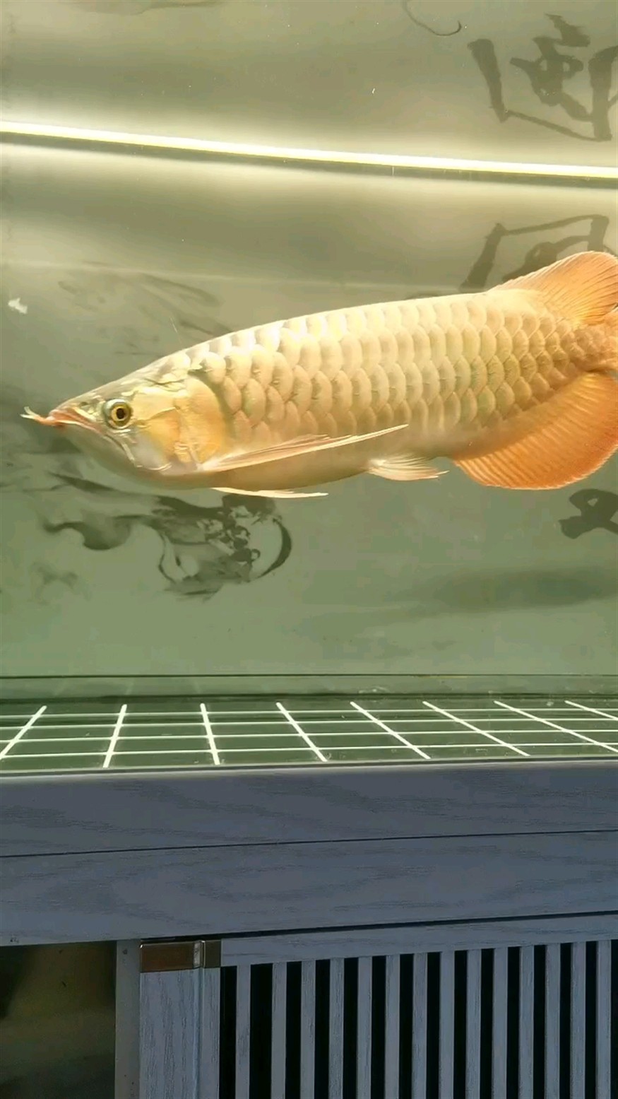長明虎