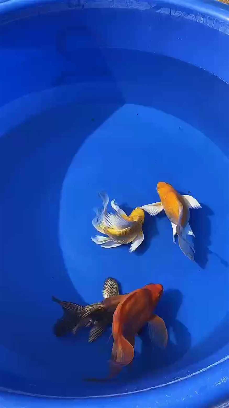 品質不錯的魚