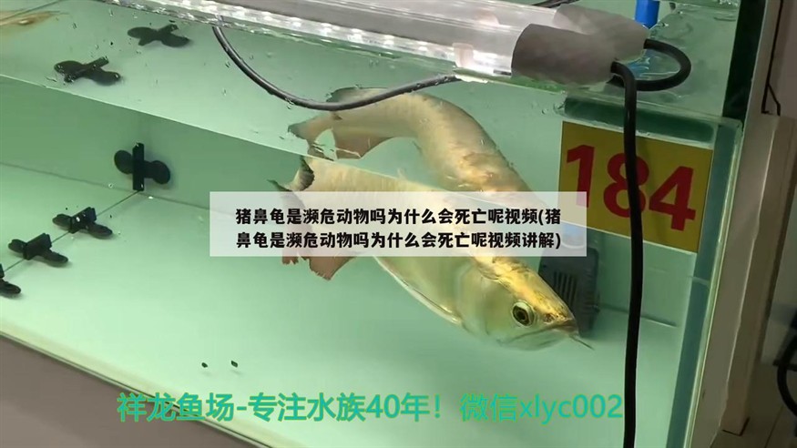 豬鼻龜是瀕危動(dòng)物嗎為什么會(huì)死亡呢視頻(豬鼻龜是瀕危動(dòng)物嗎為什么會(huì)死亡呢視頻講解)