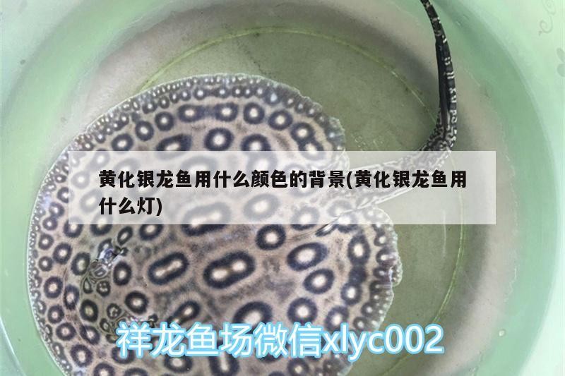 黃化銀龍魚用什么顏色的背景(黃化銀龍魚用什么燈)