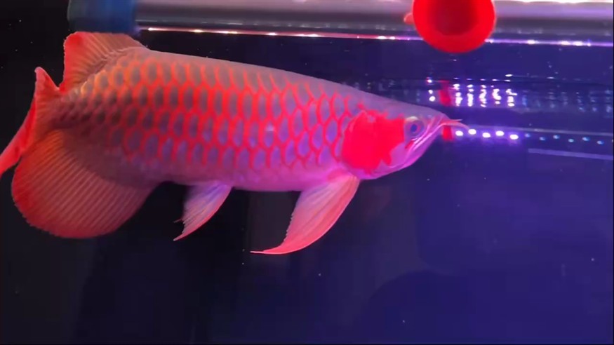 沒事看看魚