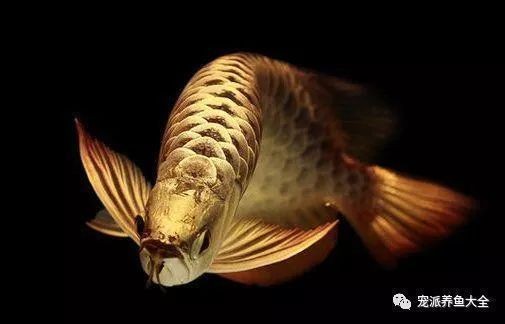 金龍魚壽命能活多少年