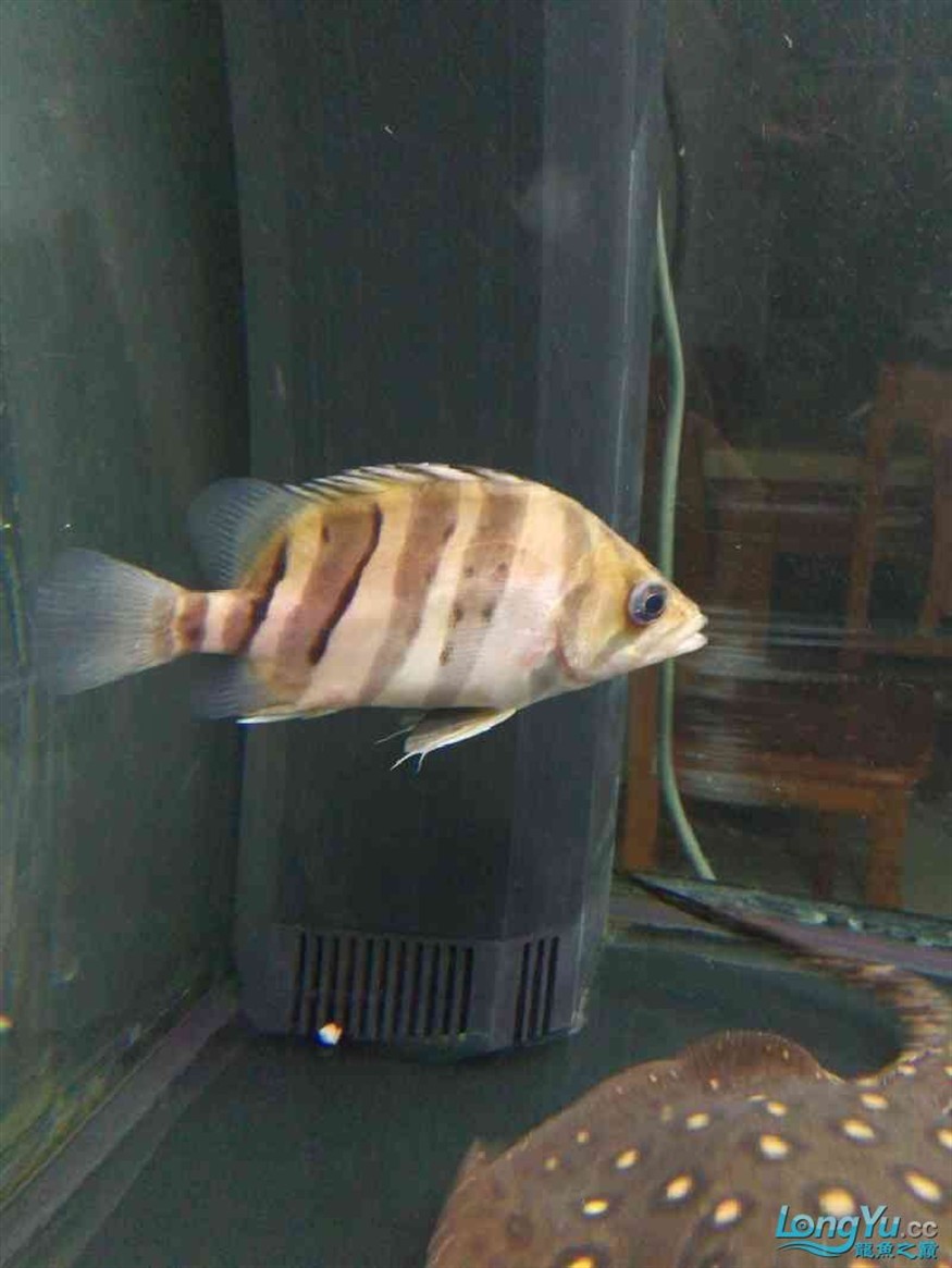 廣州水族館虎魚(yú)肚子鼓 虎魚(yú)百科 第2張 廣州水族館虎魚(yú)肚子鼓 廣州水族館虎魚(yú)肚子鼓 虎魚(yú)百科 第2張