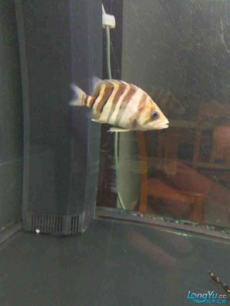 廣州水族館虎魚(yú)肚子鼓 虎魚(yú)百科 第3張 廣州水族館虎魚(yú)肚子鼓 廣州水族館虎魚(yú)肚子鼓 虎魚(yú)百科 第3張
