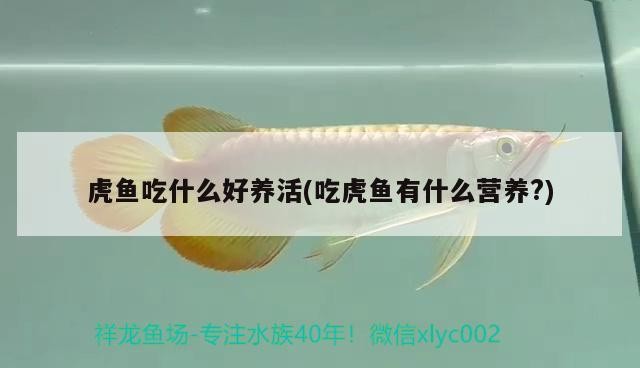 虎魚吃什么好養活(吃虎魚有什么營養？)