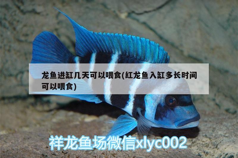 龍魚進(jìn)缸幾天可以喂食(紅龍魚入缸多長時間可以喂食)