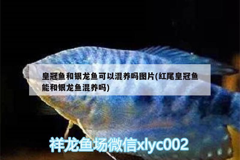 皇冠魚和銀龍魚可以混養嗎圖片(紅尾皇冠魚能和銀龍魚混養嗎)