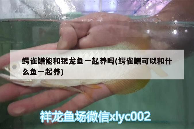 鱷雀鱔能和銀龍魚一起養嗎(鱷雀鱔可以和什么魚一起養)