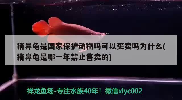 豬鼻龜是國家保護動物嗎可以買賣嗎為什么(豬鼻龜是哪一年禁止售賣的)