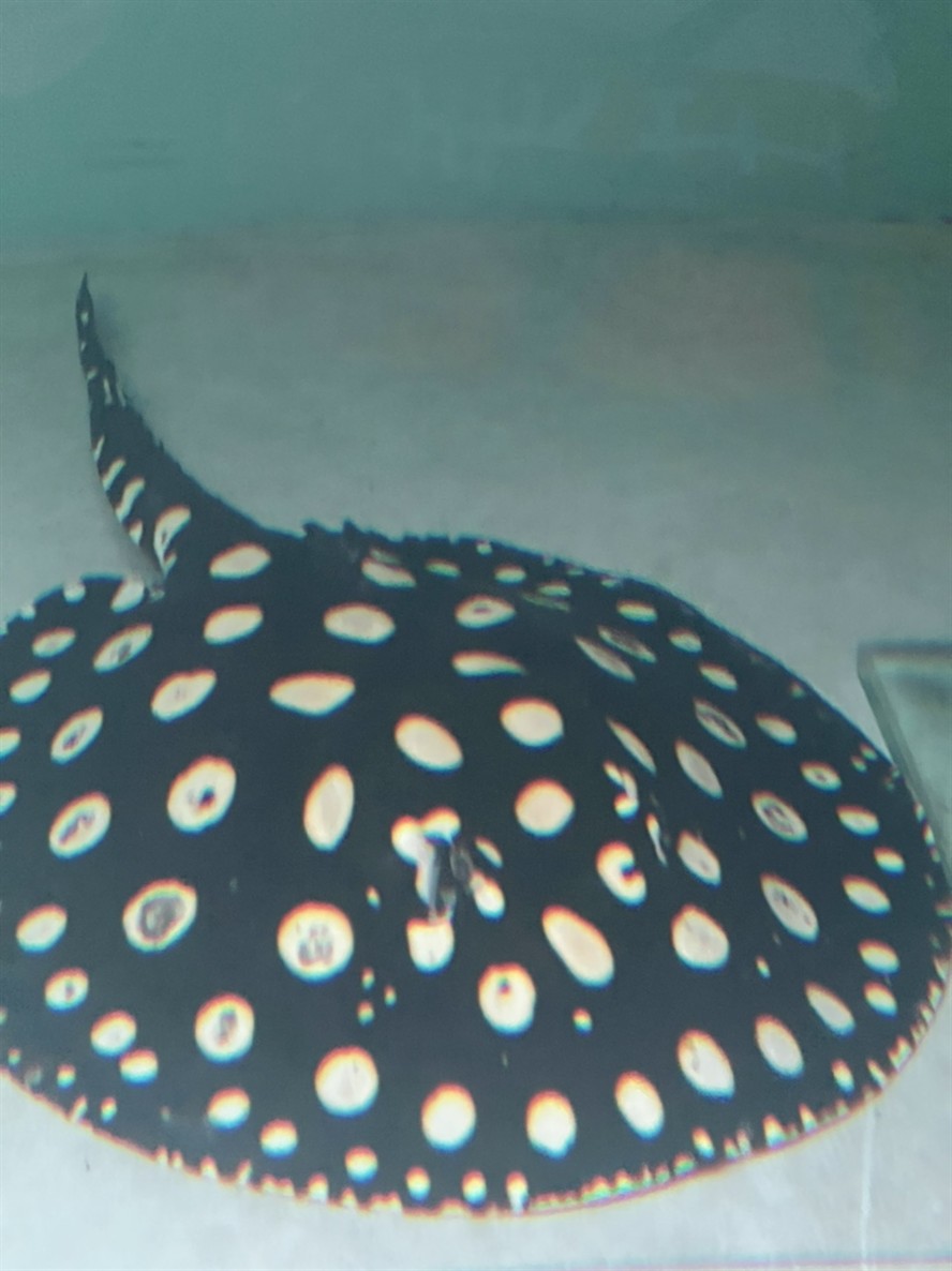 黑白皇冠種魚(yú)