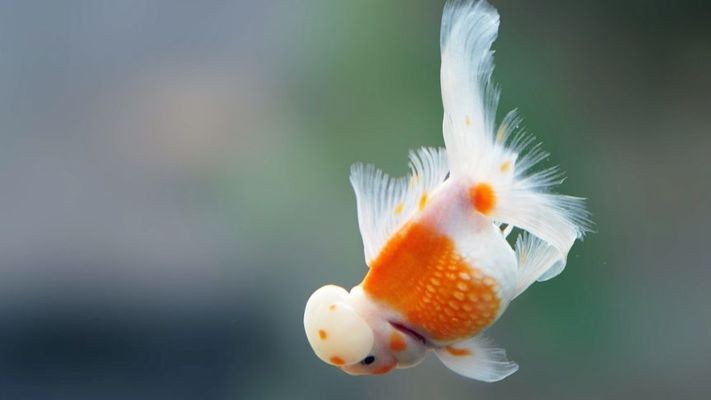 本溪市明山區(qū)海洋水族館（本溪市明山區(qū)海洋水族館電話）