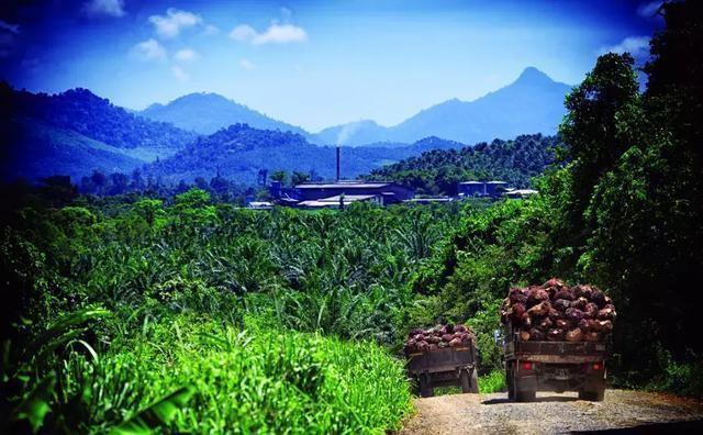 紅龍魚壽命一般有多長（紅龍魚壽命一般有多長時間）